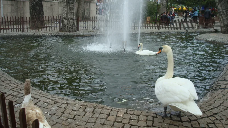 Kuğulu-Park – Schwäne im Zentrum von Ankara