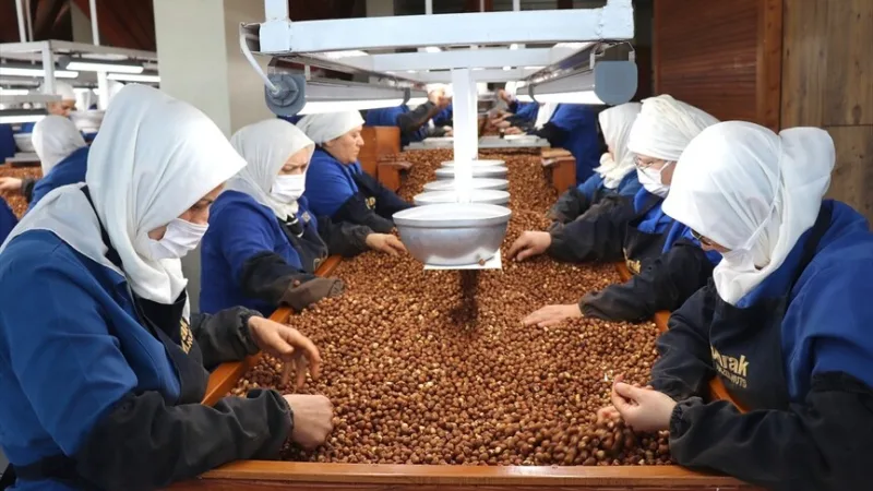 Die weiblichen Beschäftigten in Giresun und Ordu leisteten den größten Beitrag zum Haselnussexport